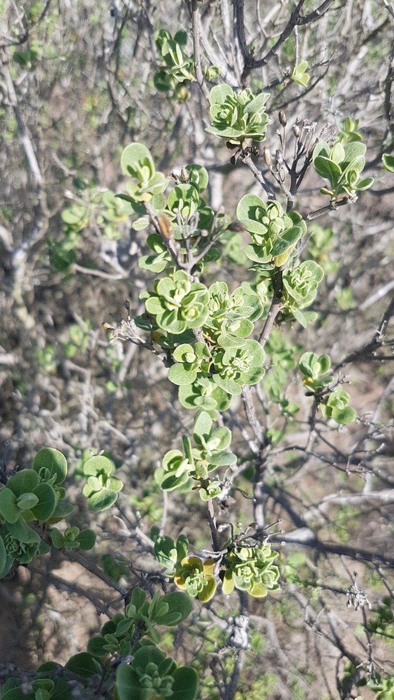Pteronia divaricata photo 5