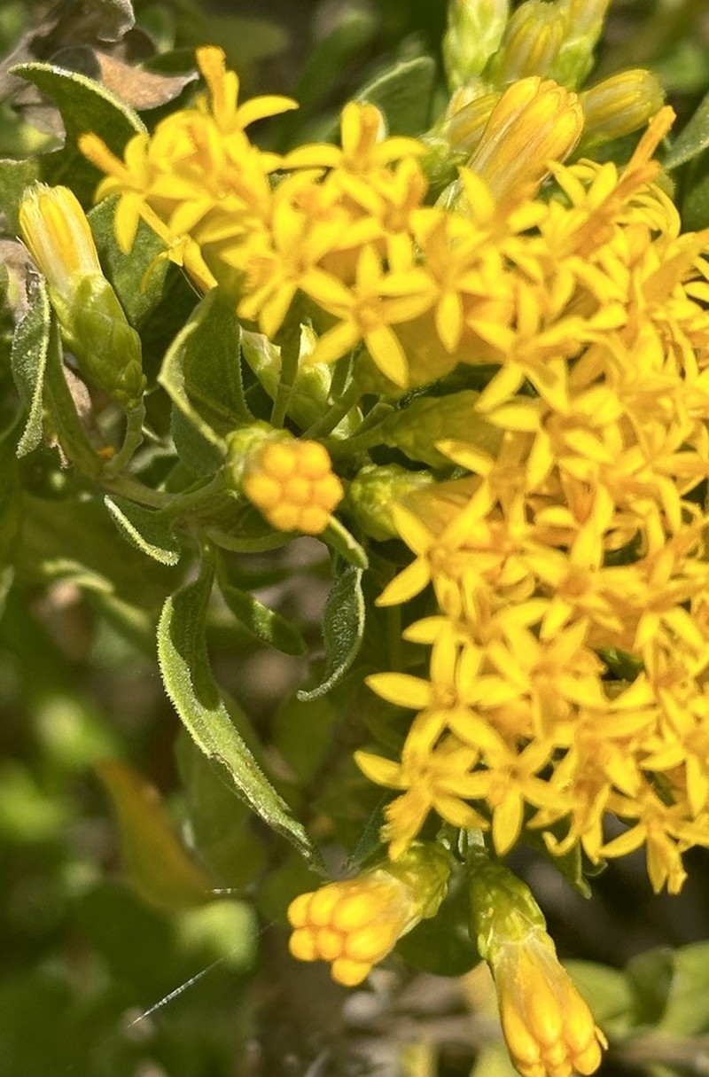 Pteronia divaricata photo 6