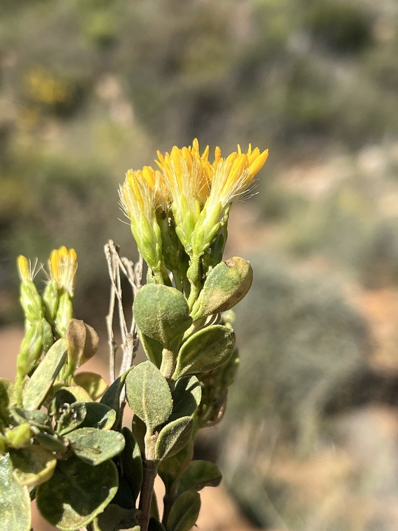 Pteronia divaricata photo 7