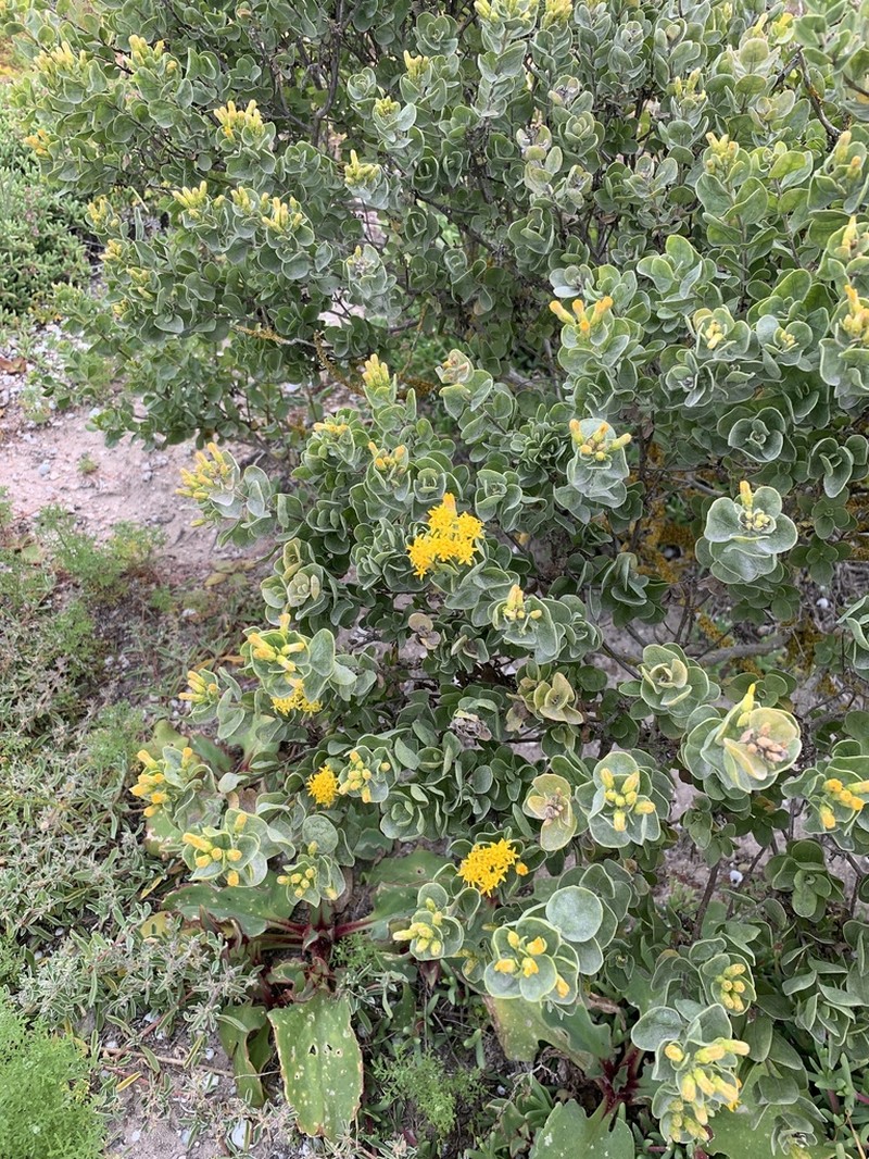 Pteronia divaricata photo 8