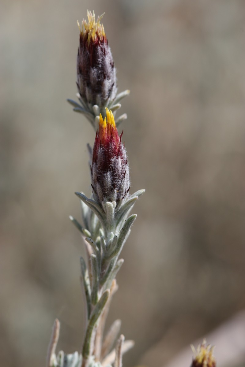 Pteronia eenii photo 3