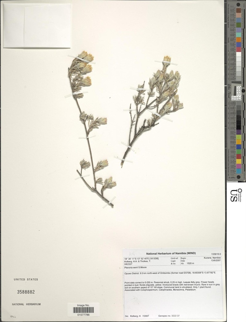 Pteronia eenii photo 5
