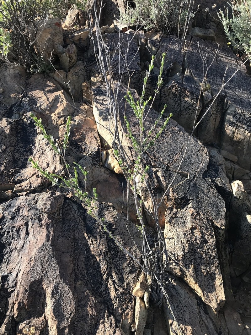 Pteronia elata