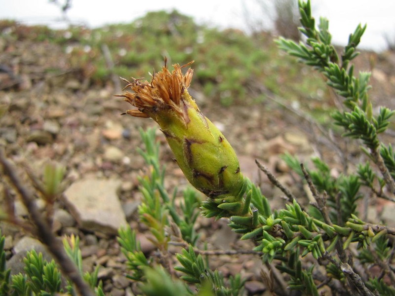 Pteronia elongata