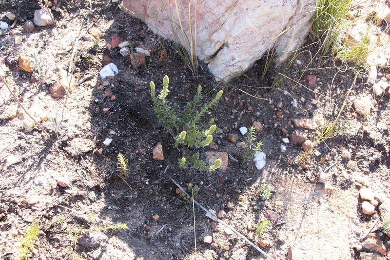 Pteronia elongata photo 2