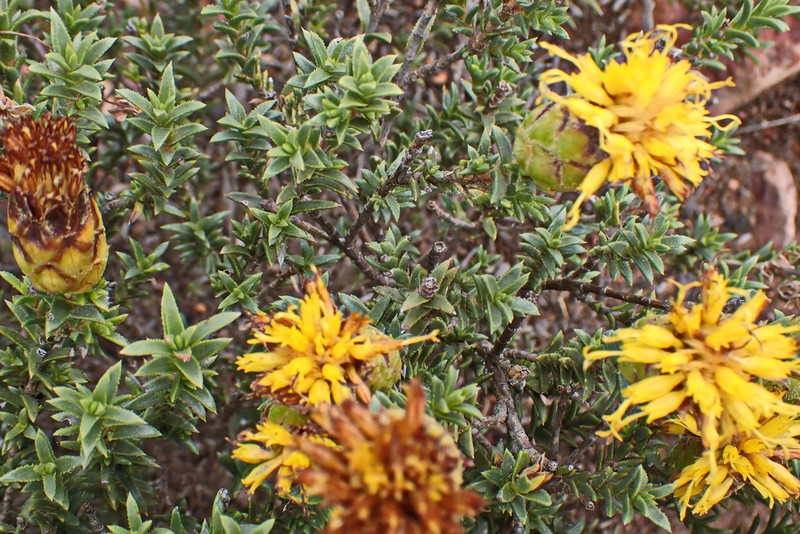 Pteronia elongata photo 3
