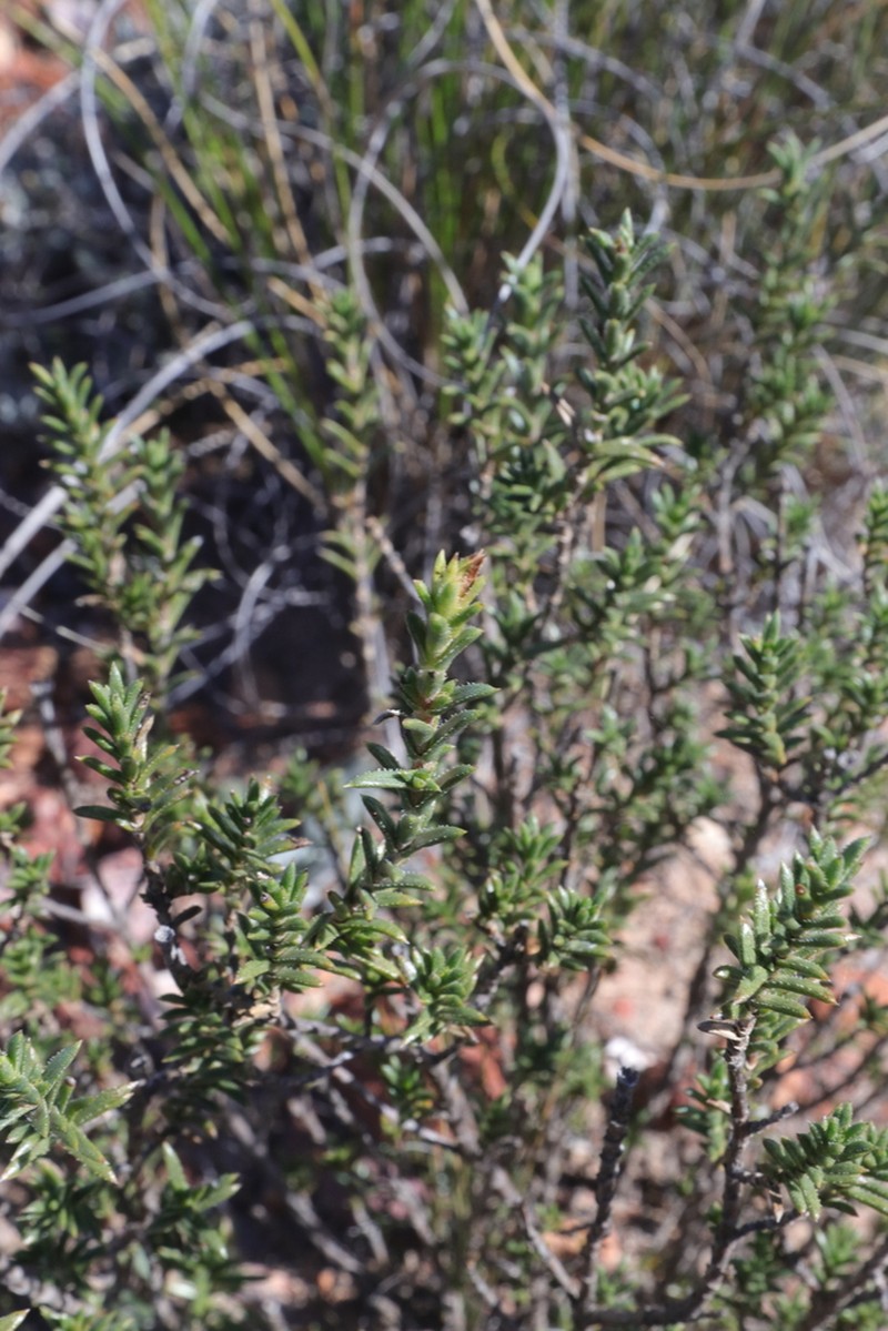 Pteronia elongata photo 4