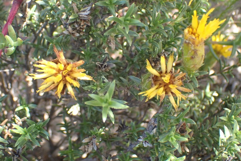Pteronia elongata photo 5