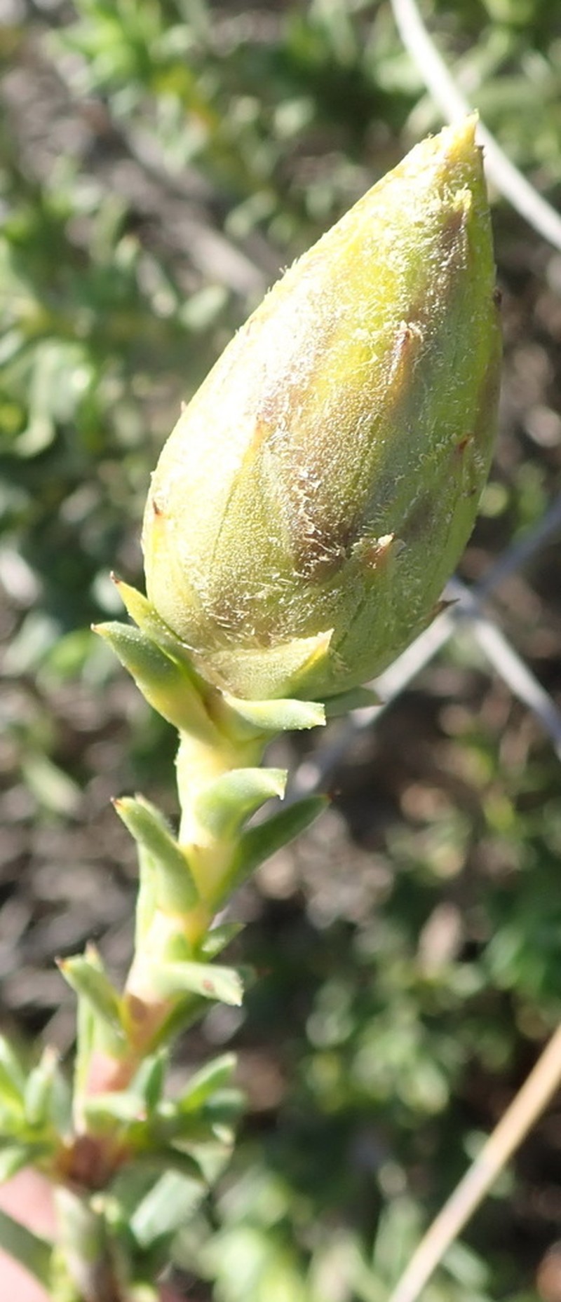 Pteronia elongata photo 6
