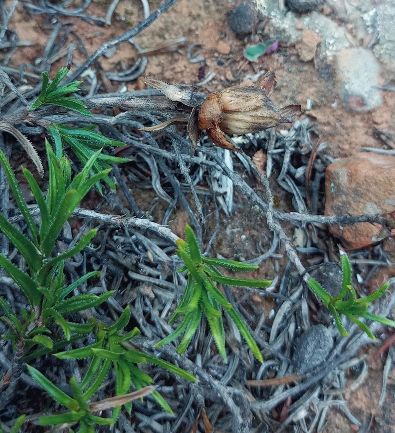 Pteronia elongata photo 7
