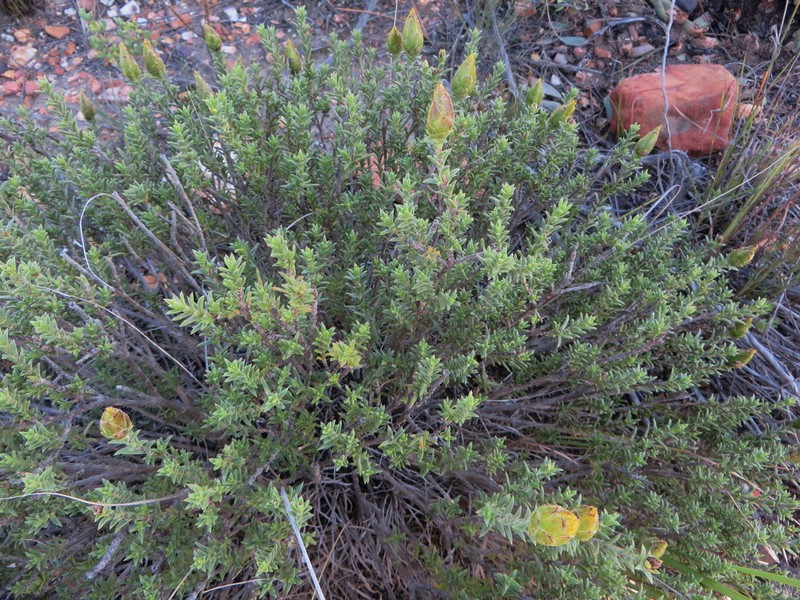 Pteronia elongata photo 8