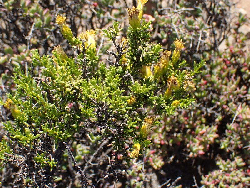 Pteronia empetrifolia photo 2