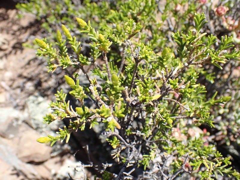 Pteronia empetrifolia photo 3