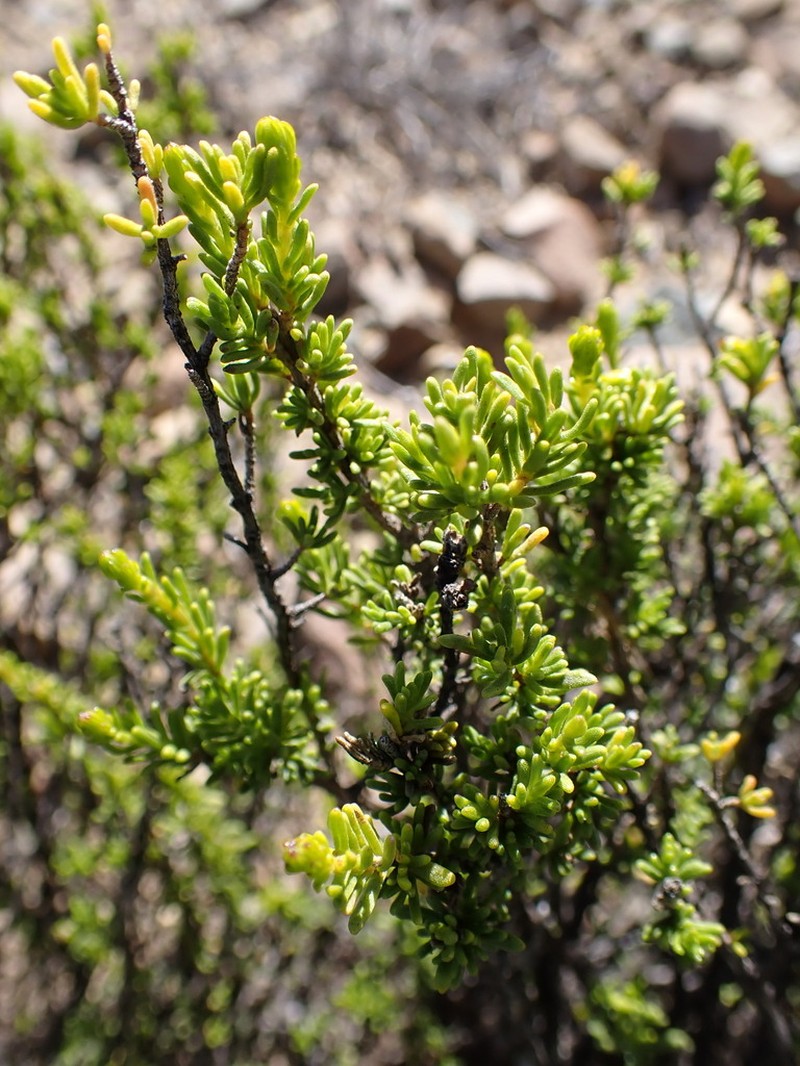 Pteronia empetrifolia photo 4