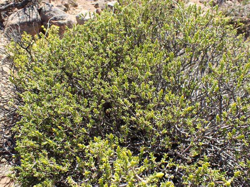 Pteronia empetrifolia photo 5