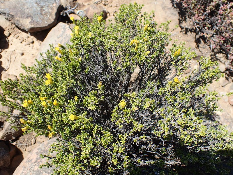 Pteronia empetrifolia photo 6
