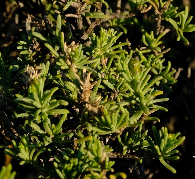 Pteronia empetrifolia photo 7