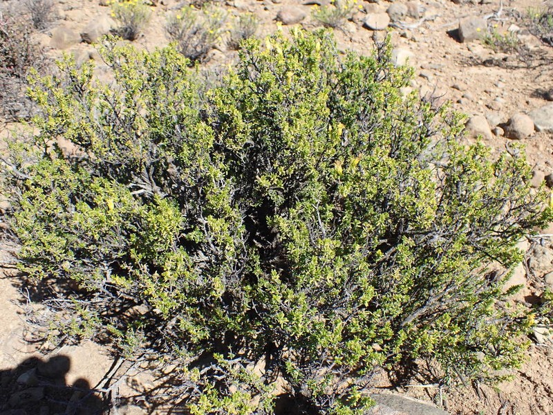 Pteronia empetrifolia photo 8