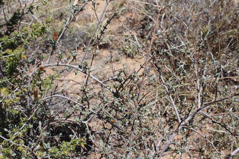 Pteronia erythrochaeta