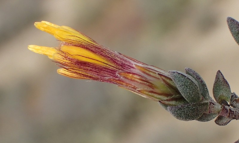 Pteronia erythrochaeta photo 2