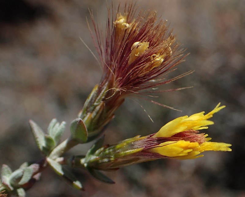 Pteronia erythrochaeta photo 4