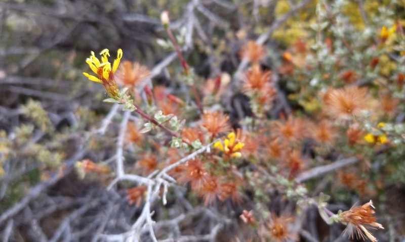 Pteronia erythrochaeta photo 5