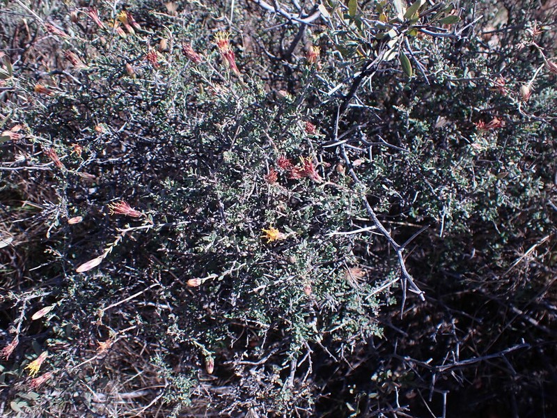Pteronia erythrochaeta photo 8