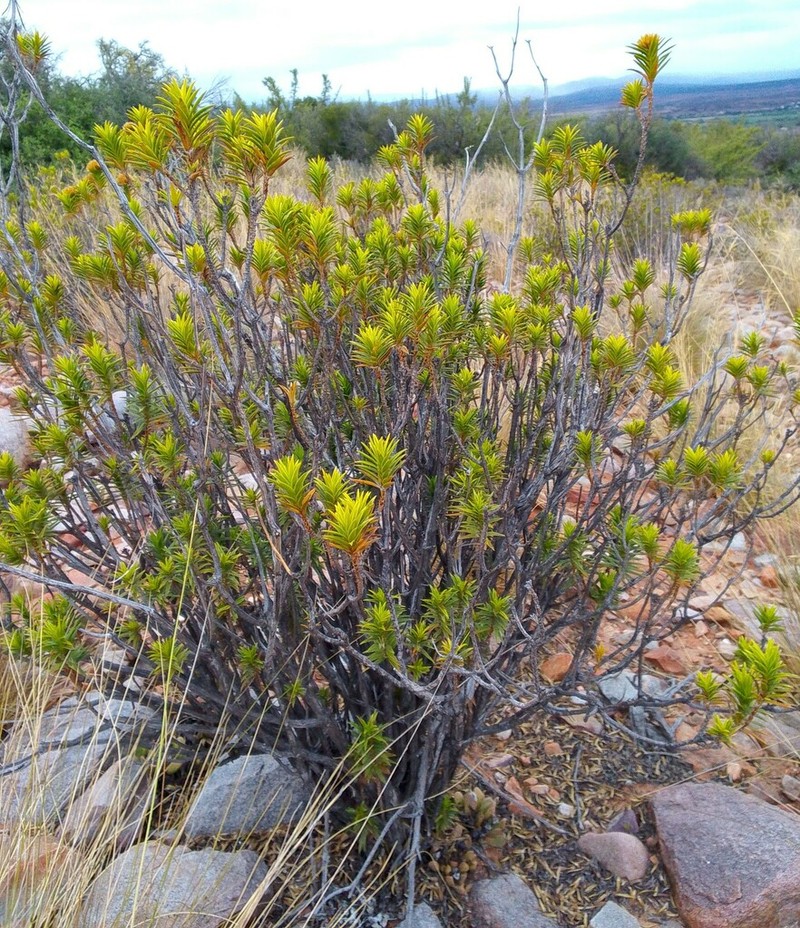 Pteronia fasciculata