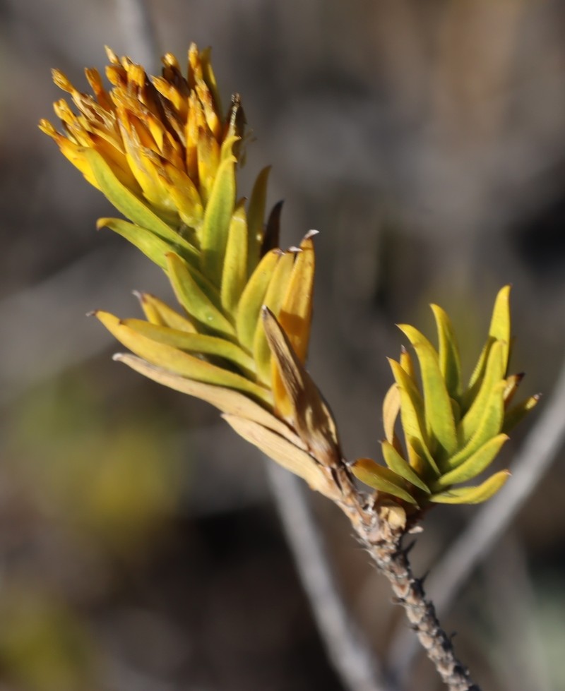 Pteronia fasciculata photo 2
