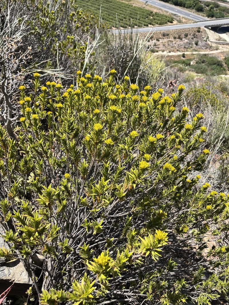 Pteronia fasciculata photo 3