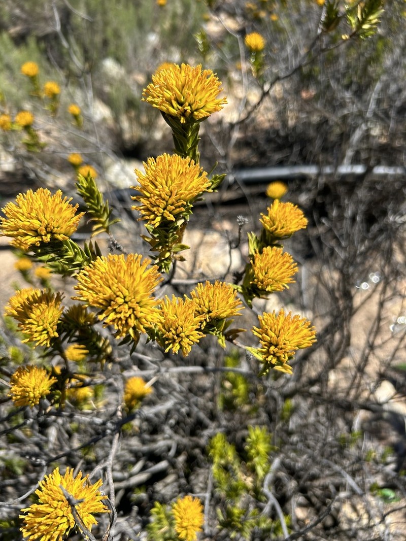 Pteronia fasciculata photo 4