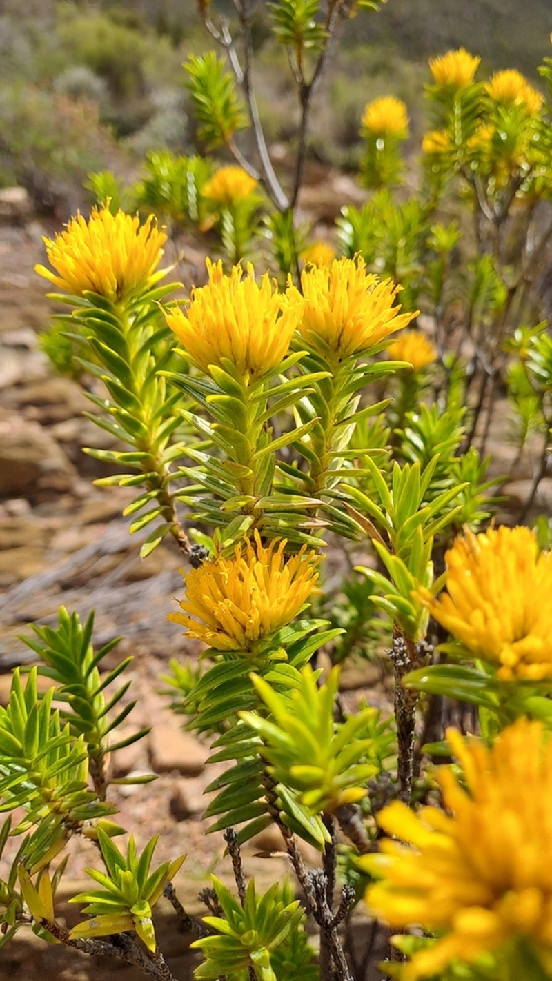 Pteronia fasciculata photo 5