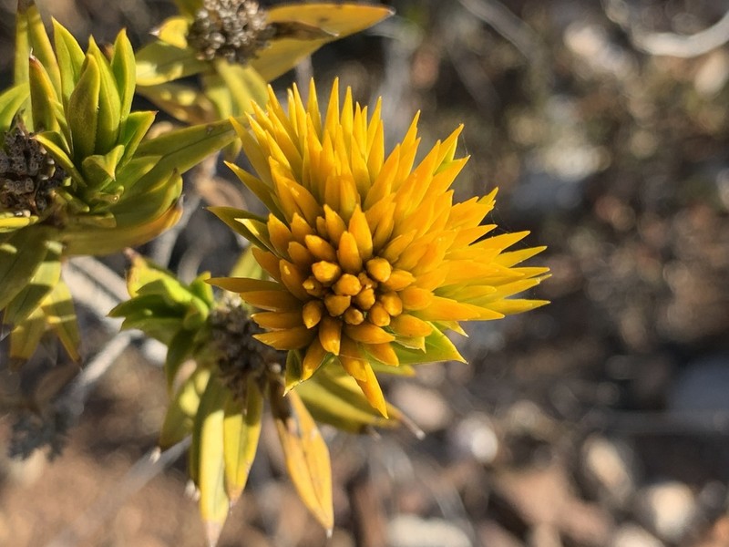Pteronia fasciculata photo 8