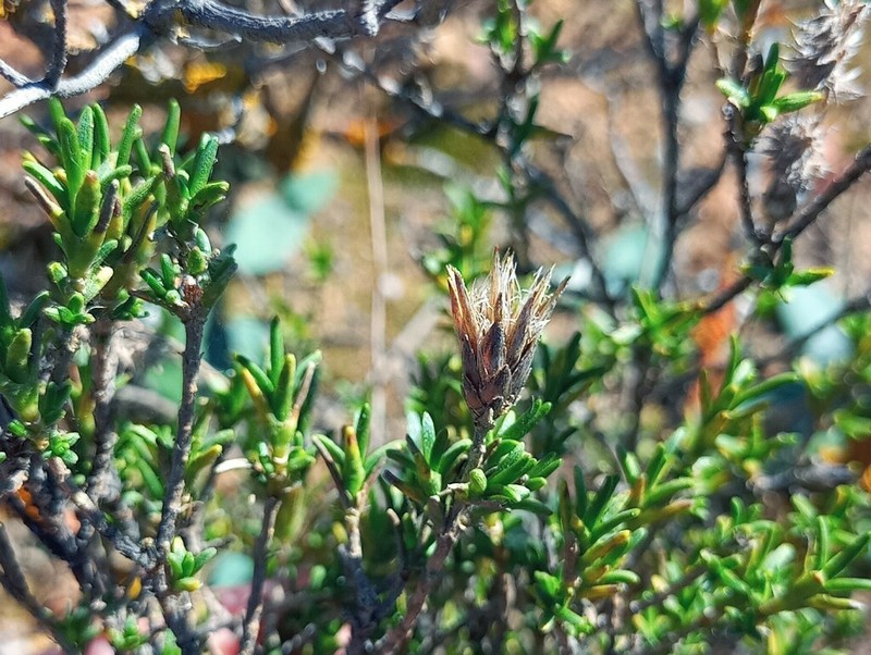 Pteronia fastigiata