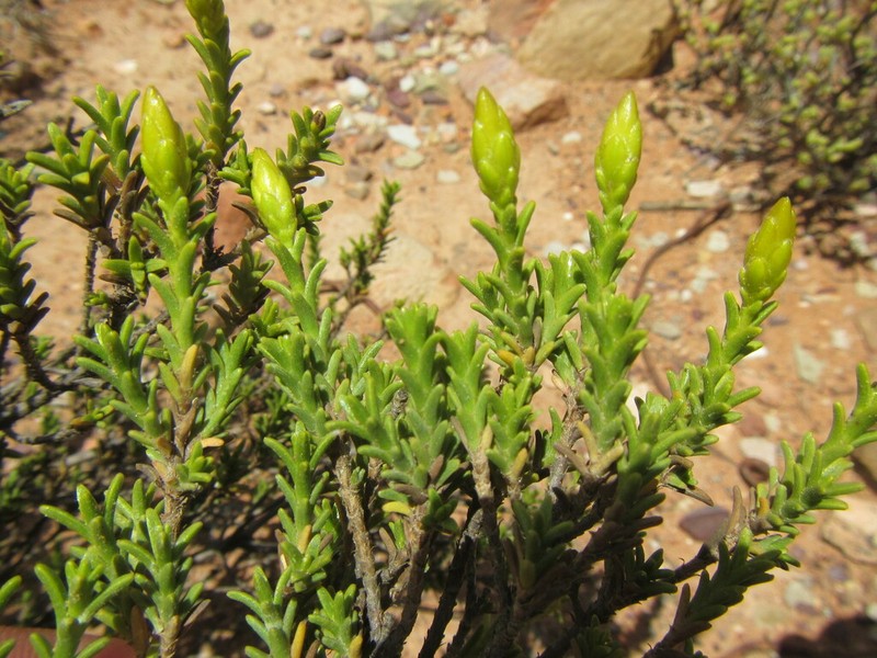 Pteronia fastigiata photo 2