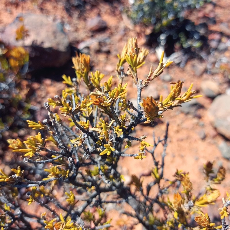 Pteronia fastigiata photo 3