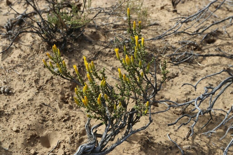 Pteronia fastigiata photo 4