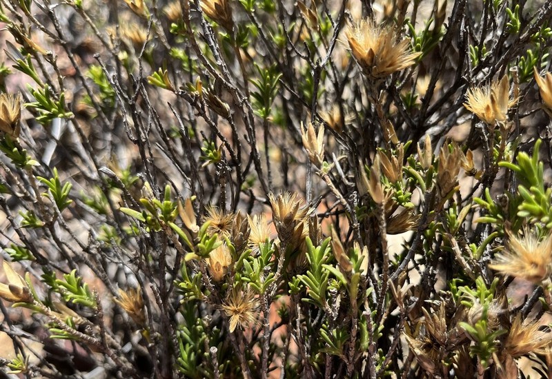 Pteronia fastigiata photo 5