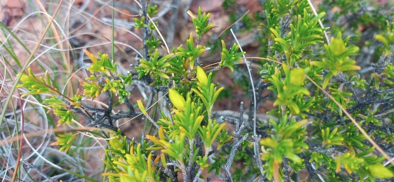 Pteronia fastigiata photo 6