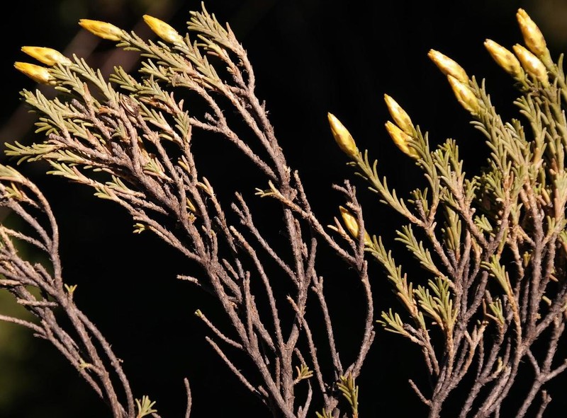 Pteronia fastigiata photo 7