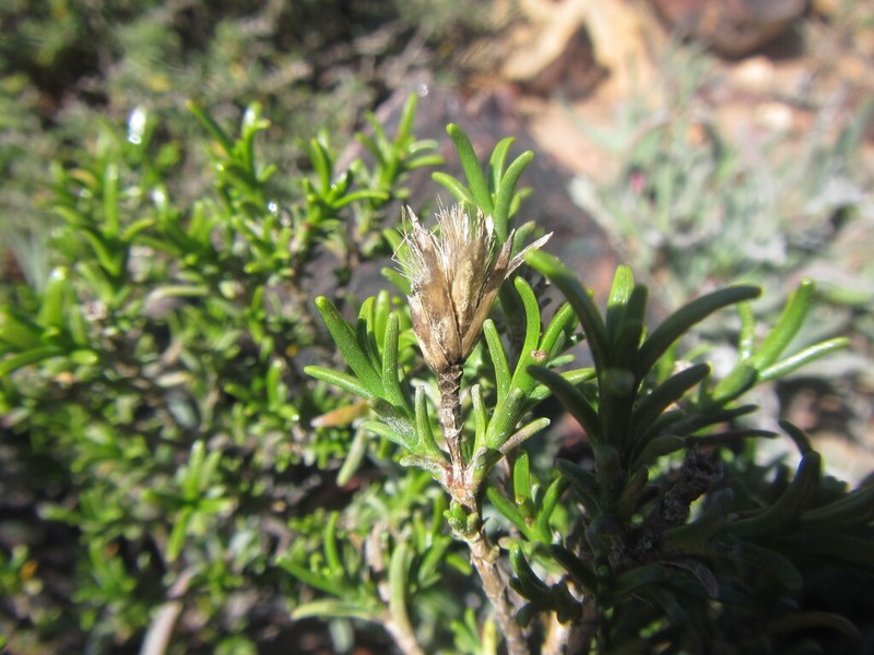Pteronia fastigiata photo 8