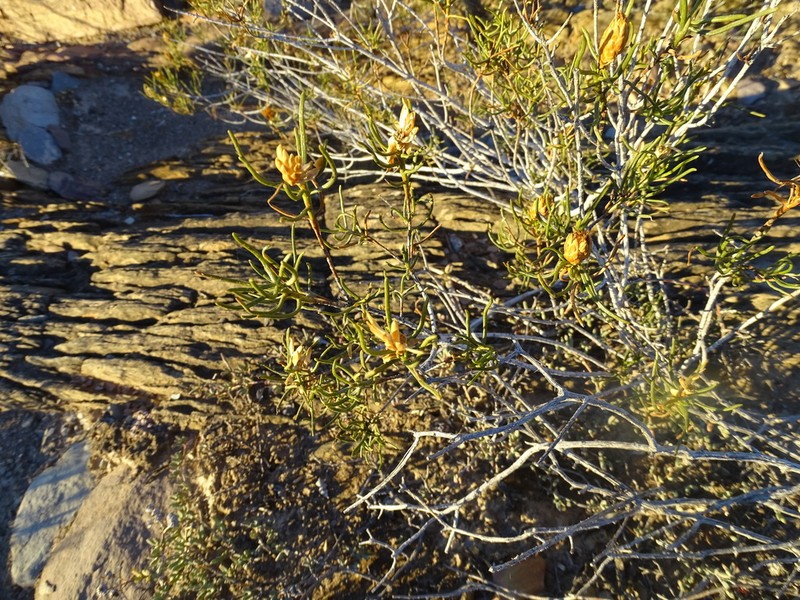Pteronia flexicaulis