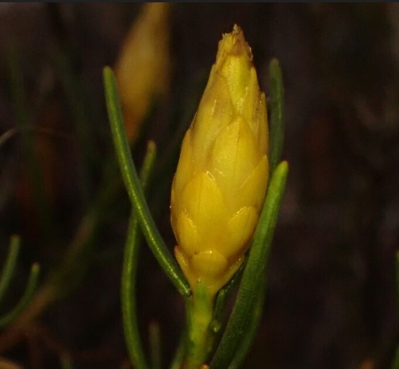 Pteronia flexicaulis photo 2