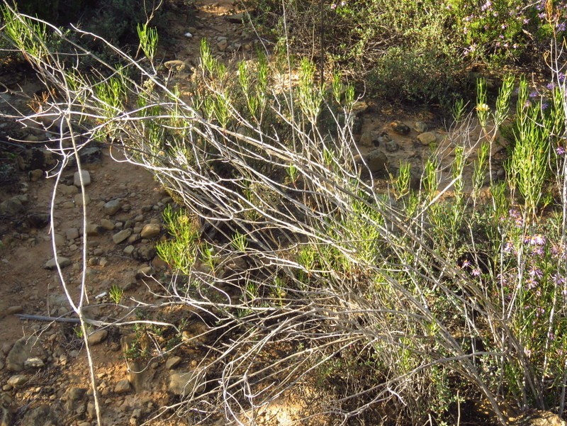 Pteronia flexicaulis photo 4