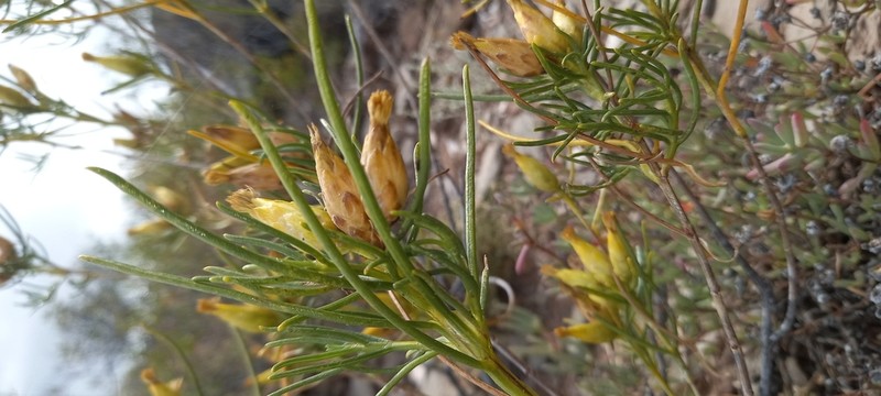 Pteronia flexicaulis photo 5