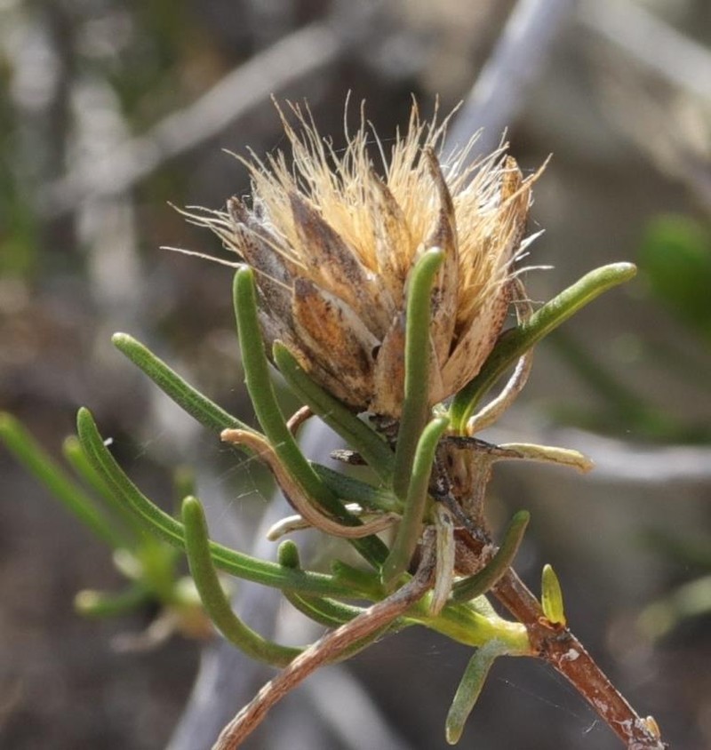 Pteronia flexicaulis photo 6