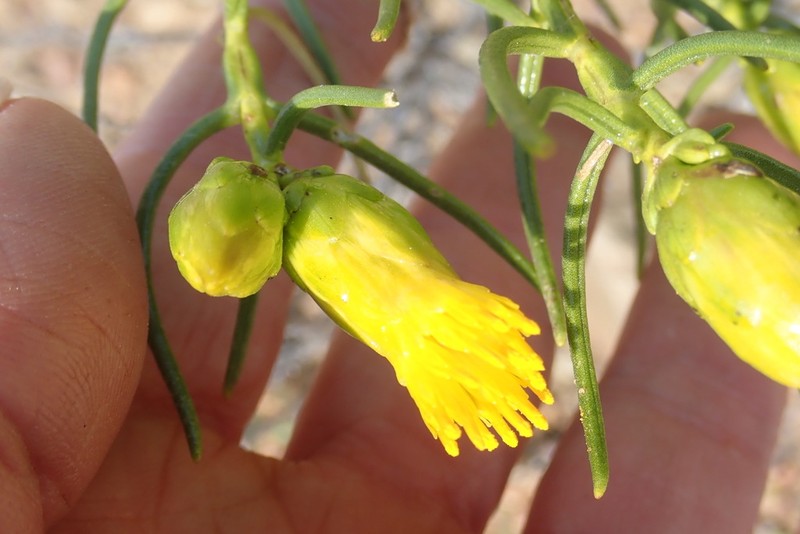 Pteronia flexicaulis photo 7