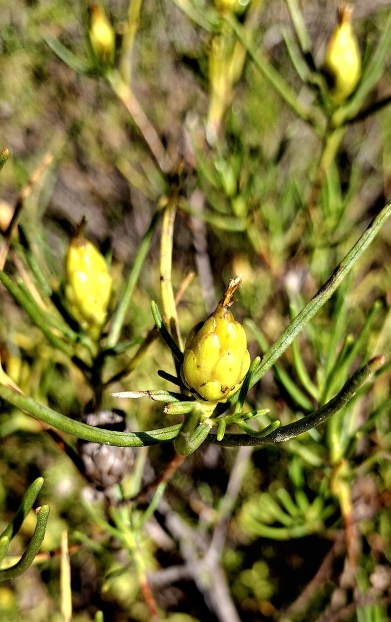Pteronia flexicaulis photo 8