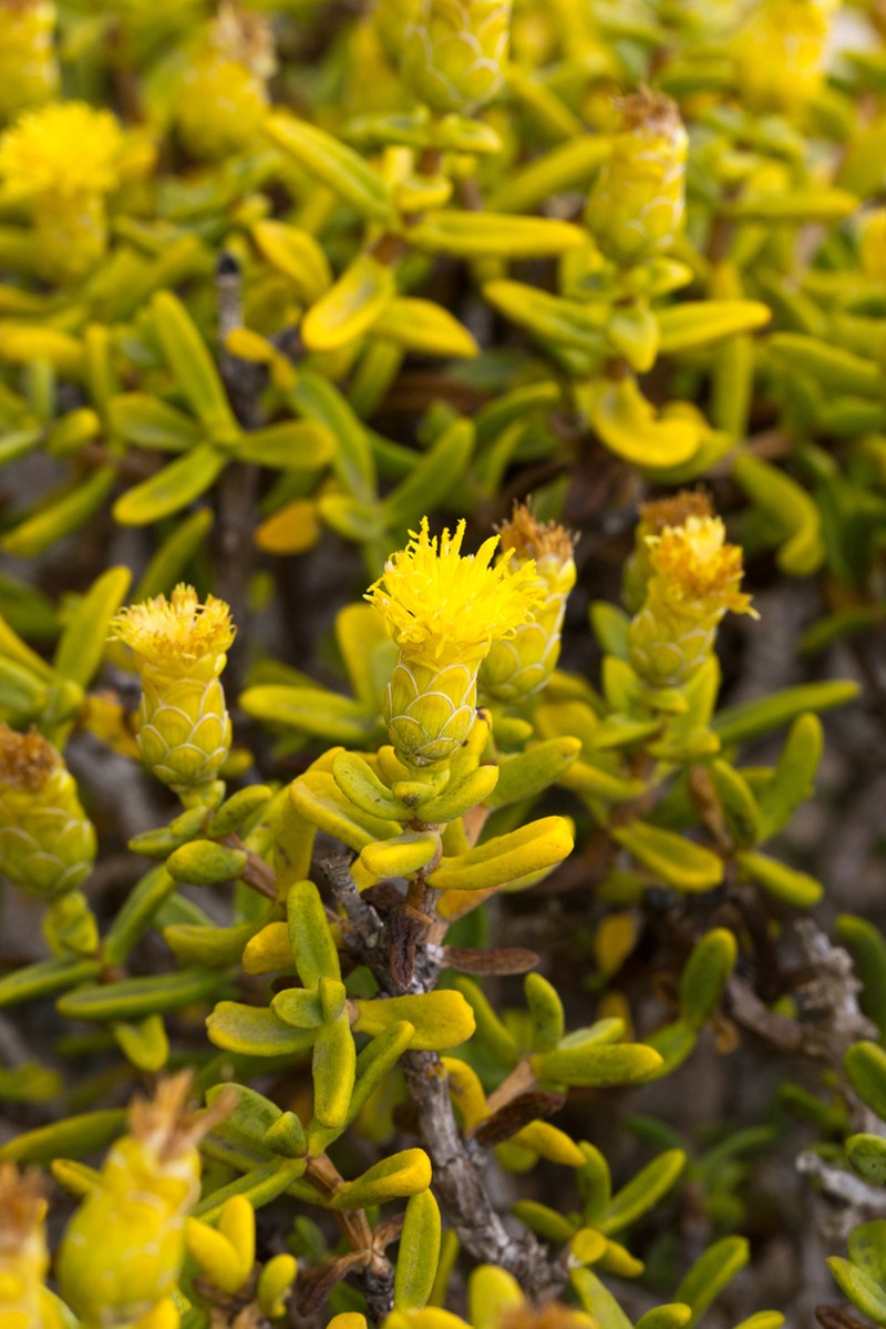 Pteronia glabrata