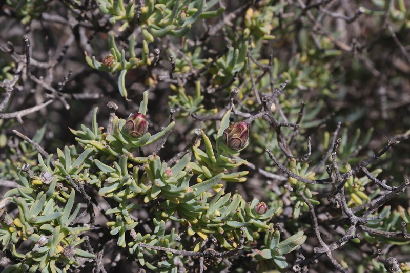 Pteronia glabrata photo 2